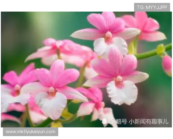 开运在线为你提供专业的运势分析与指导，开启幸福人生新起点